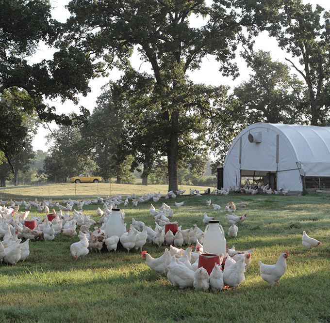 Why I Buy The Expensive Eggs